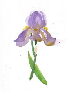 iriswatercolor